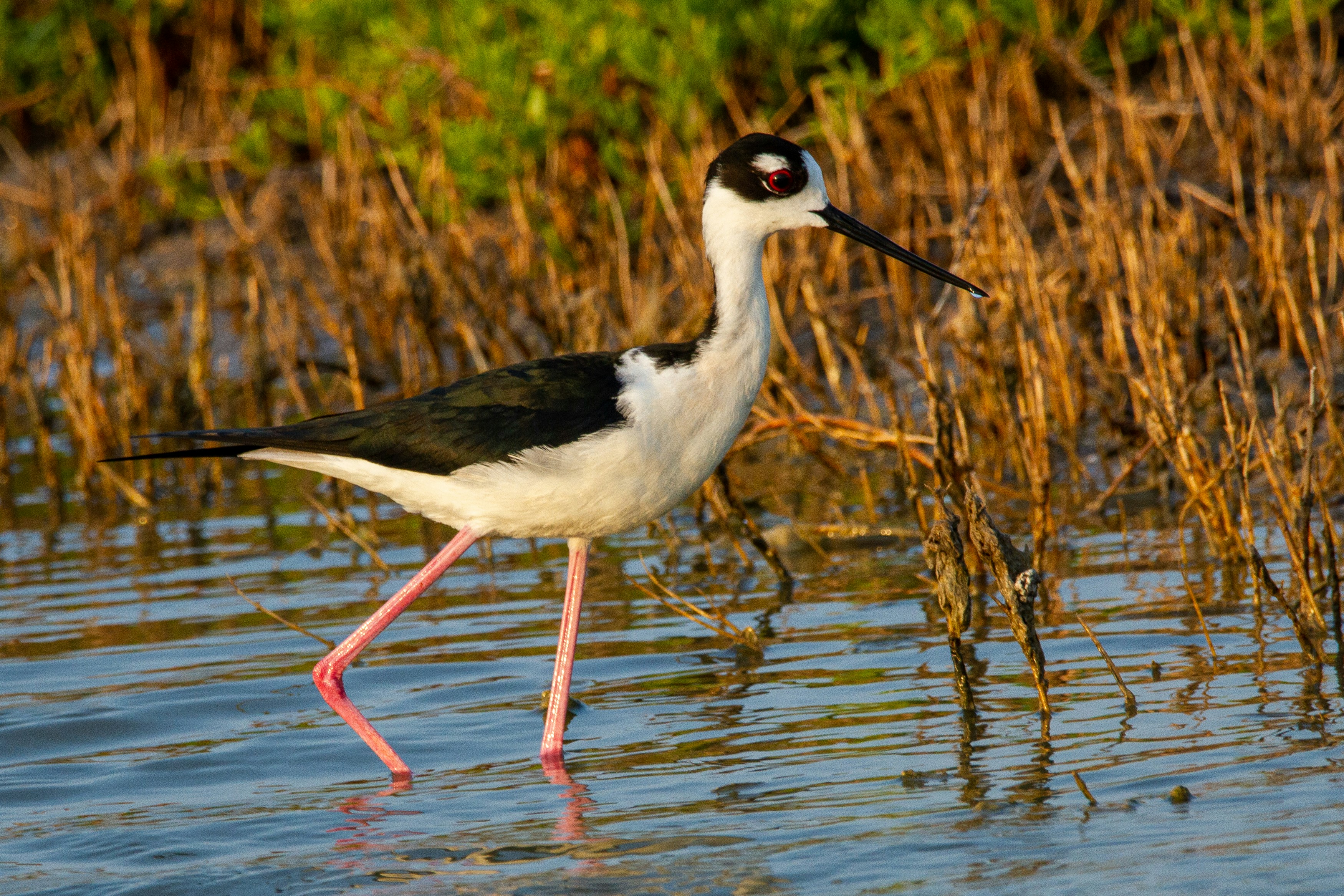 A black-necked stilt wades in the shallow water.