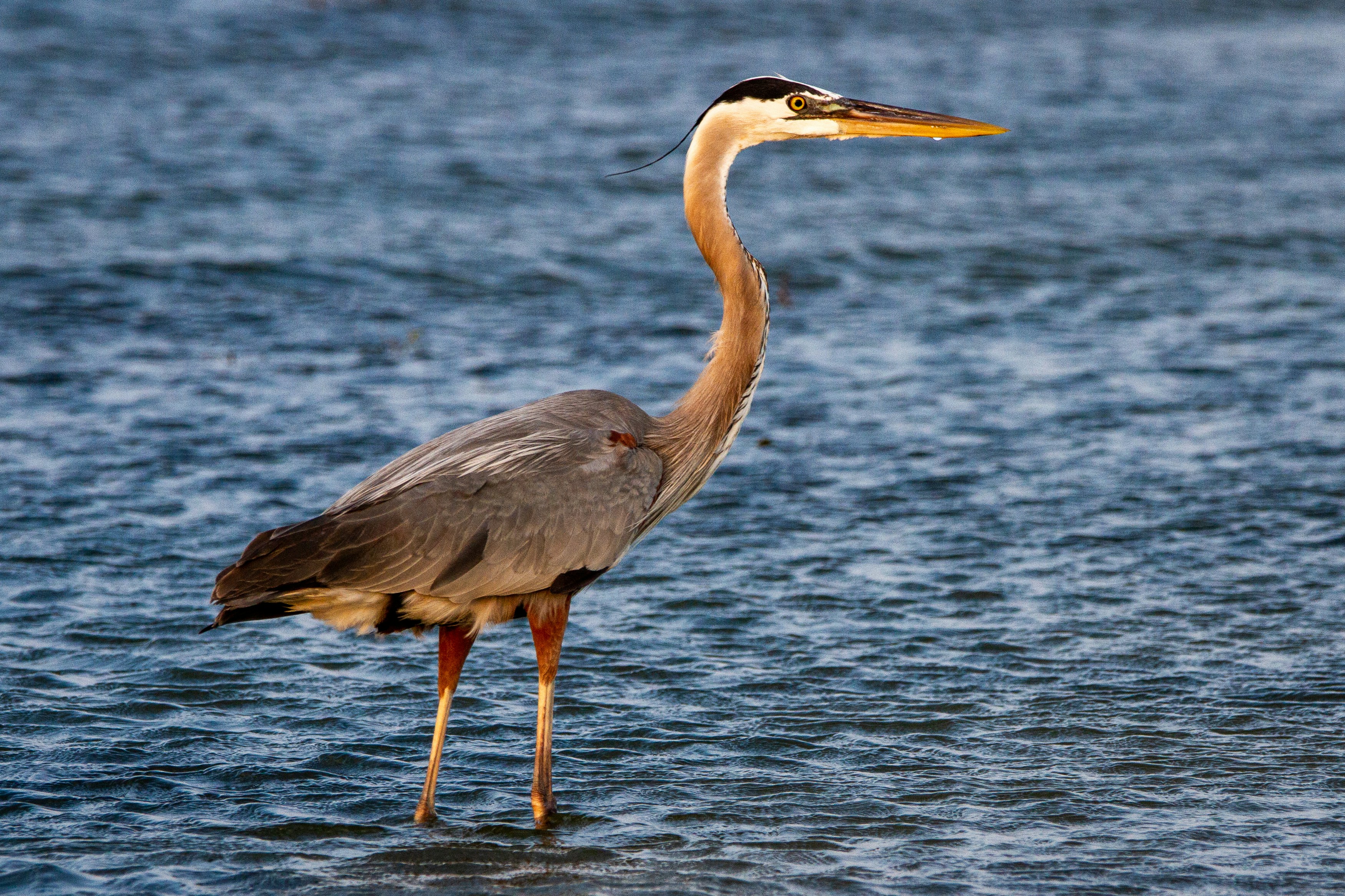 A great blue heron wades in the water.