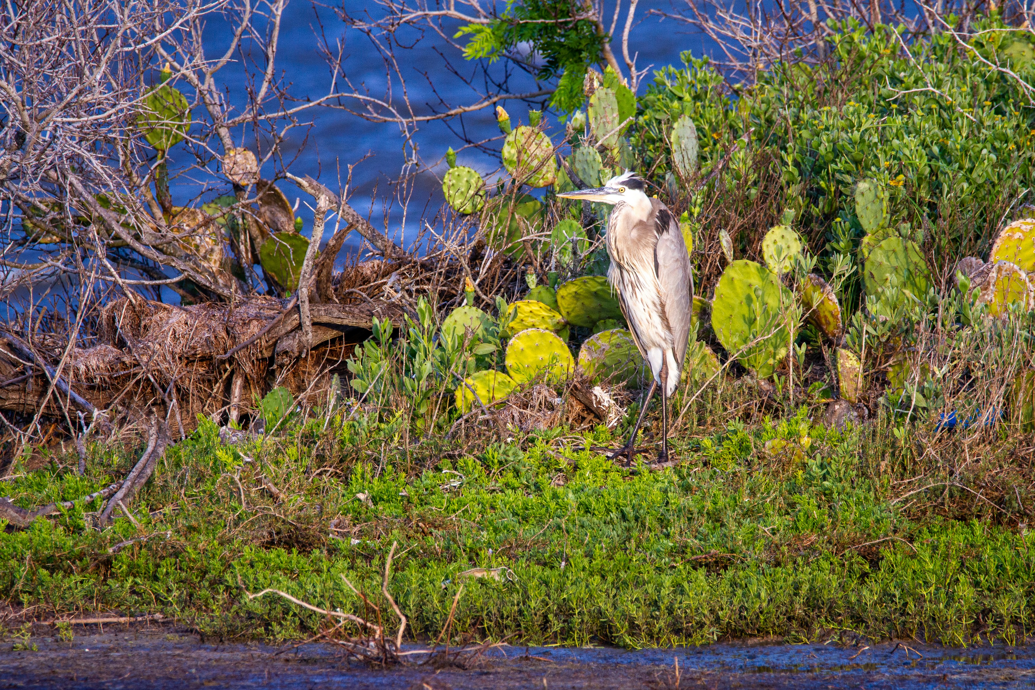 A great blue heron sits among the cactus.
