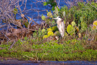white bird on brown tree trunk during daytime