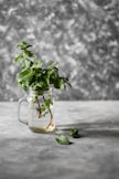 green plant in clear glass mug
