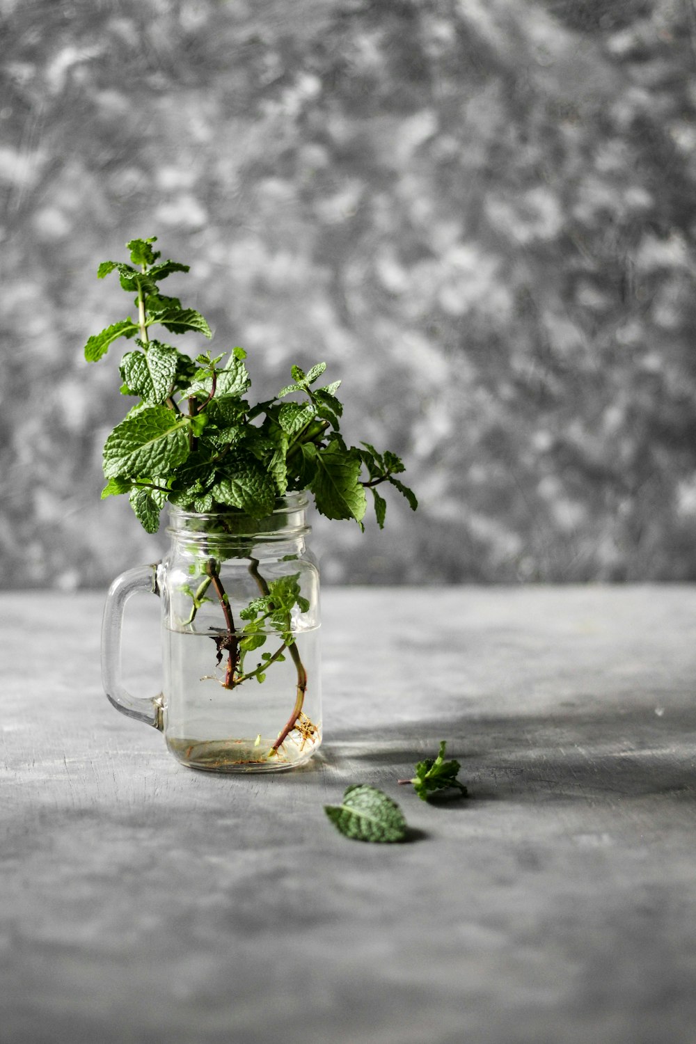 green plant in clear glass mug