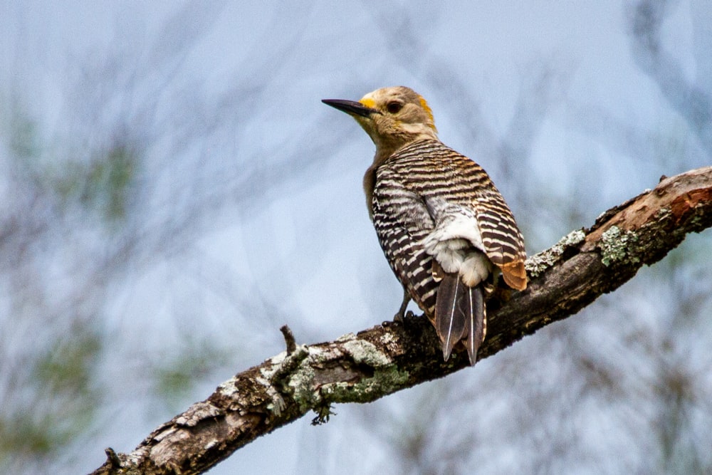 brown and white bird on brown tree branch