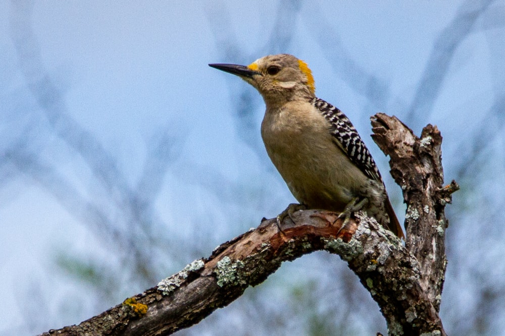 brown and white bird on brown tree branch