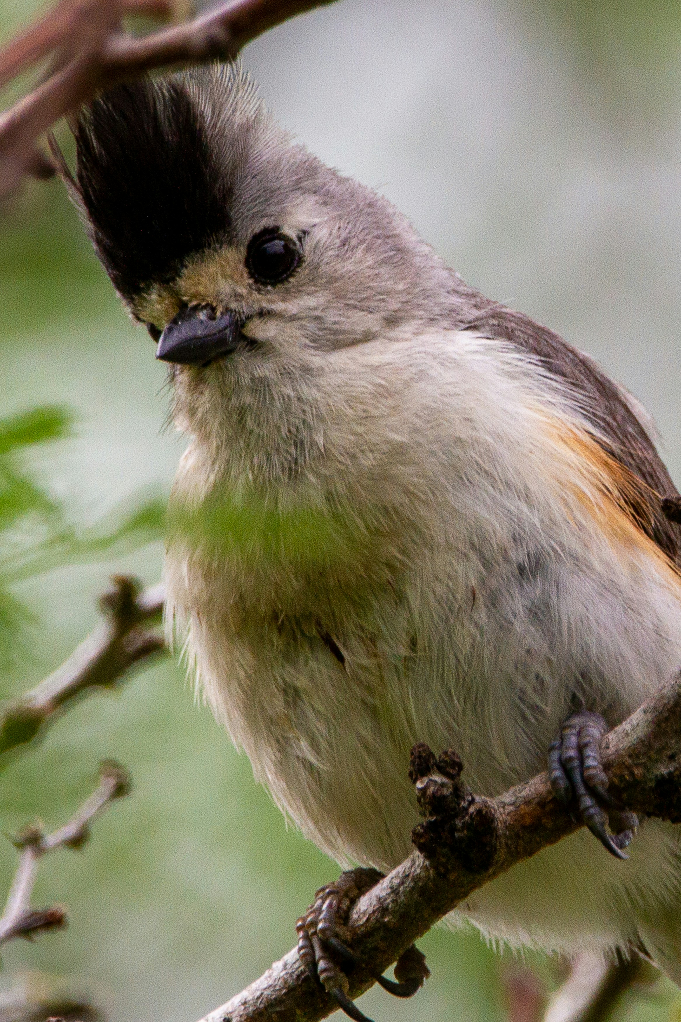 A black-crested titmouse perched on a branch.