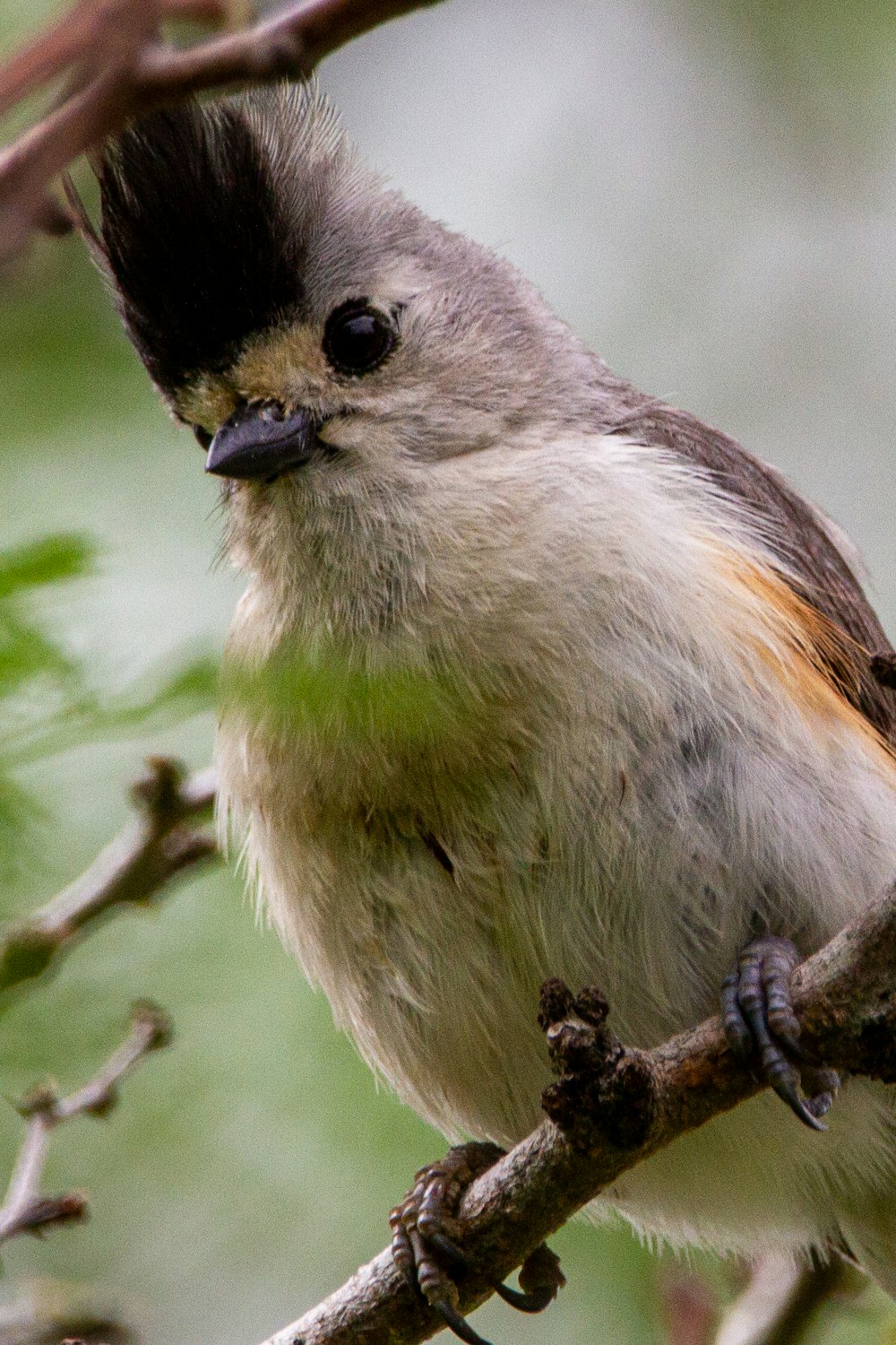 white and brown bird on tree branch