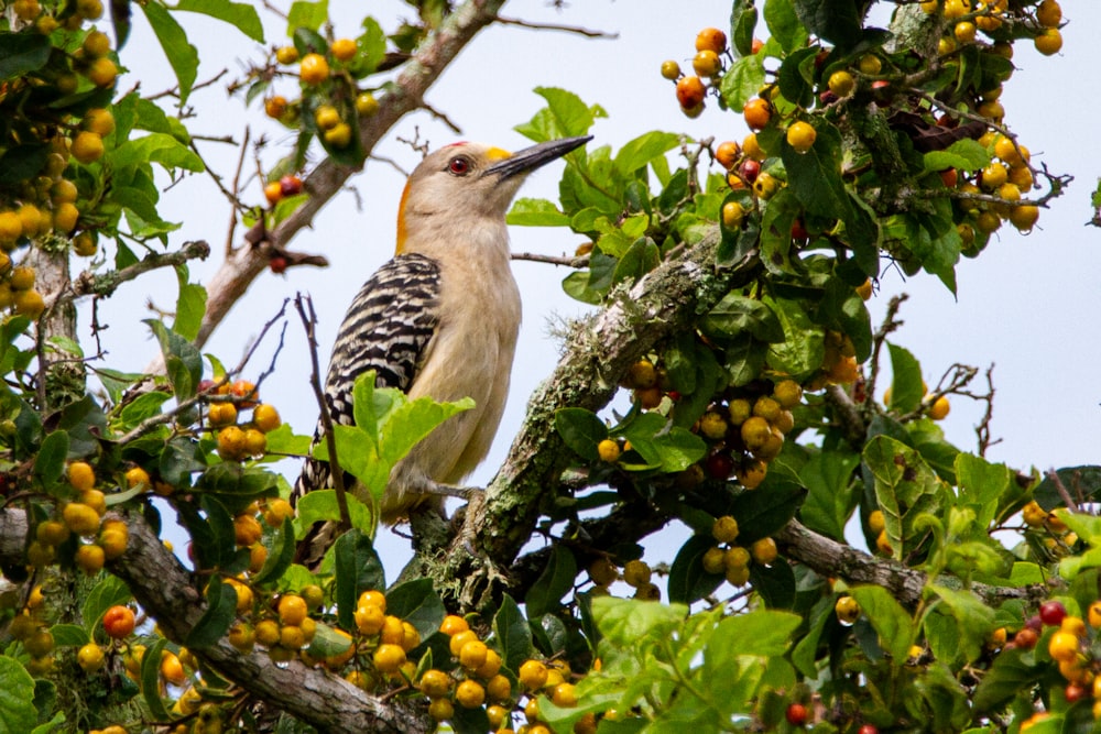 brown and black bird on green plant