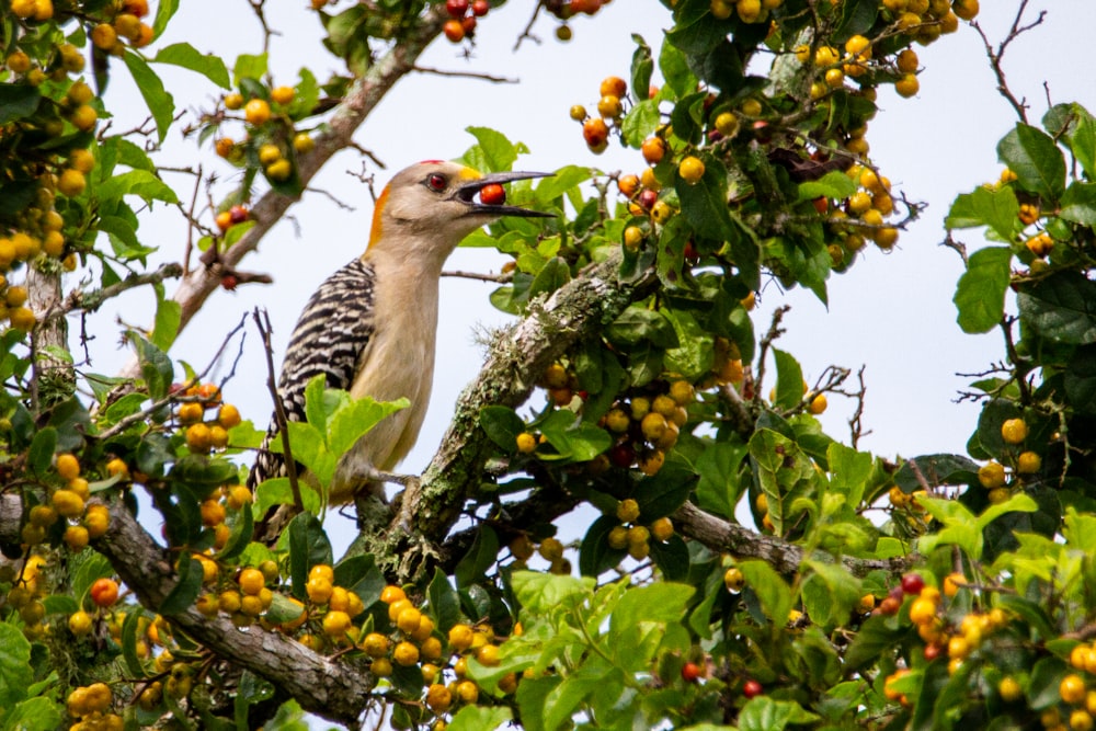 brown and black bird on green plant