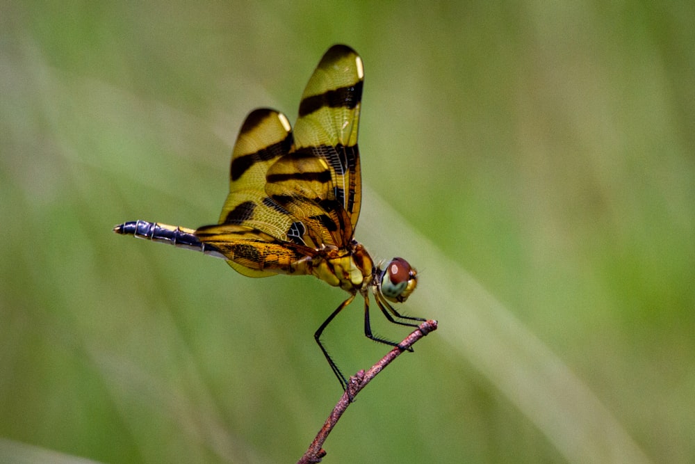 borboleta amarela e preta no caule marrom em fotografia de perto durante o dia