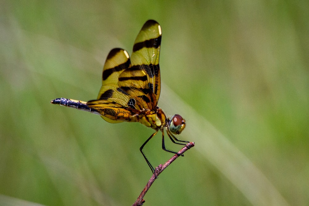 yellow and black butterfly on brown stem in close up photography during daytime