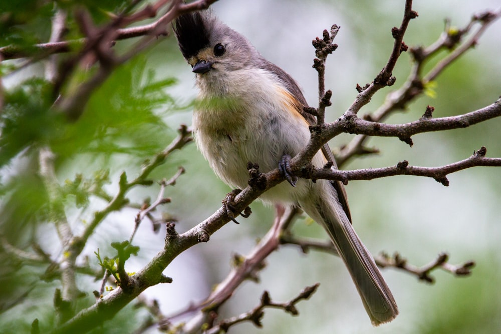 brown and white bird on tree branch during daytime