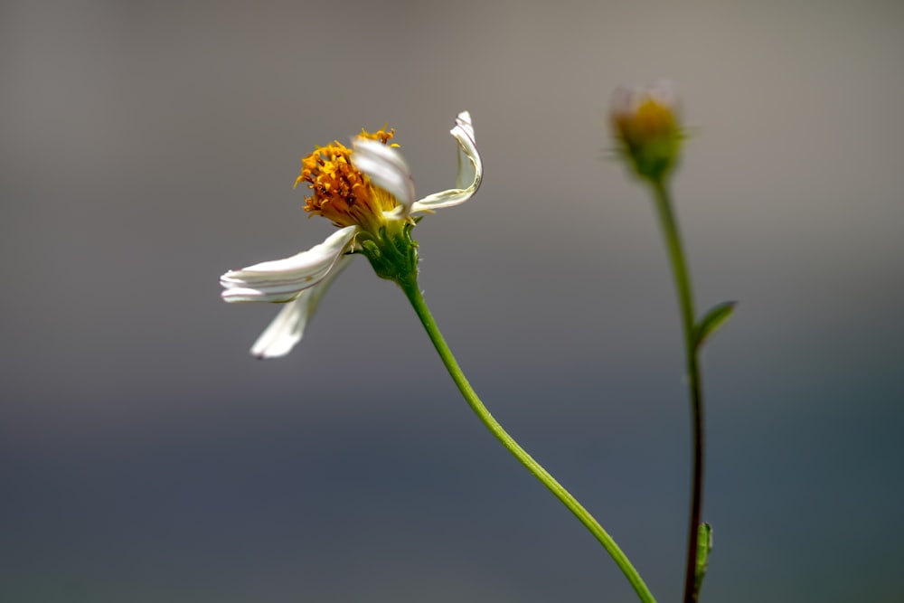 weiße Blume mit grünem Stiel