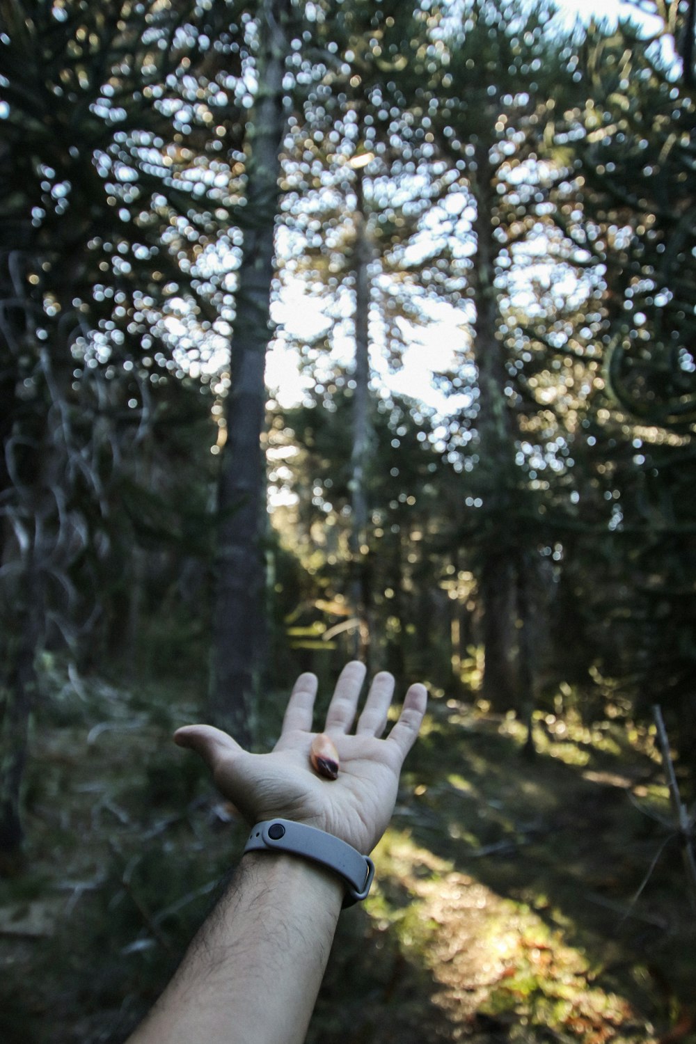 Persona que levanta la mano derecha frente a árboles verdes durante el día
