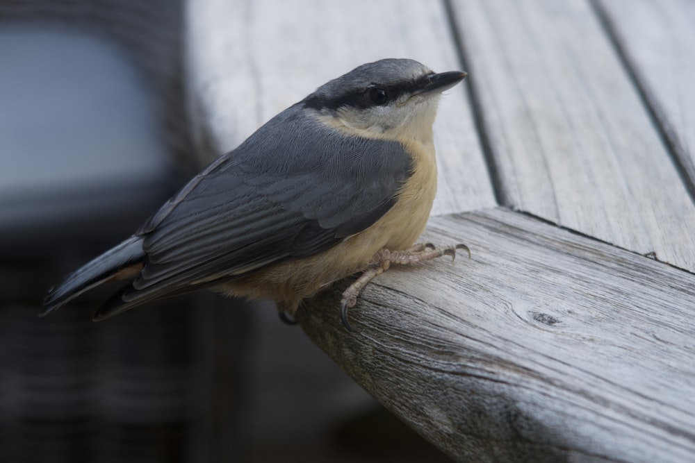 black and yellow bird on brown wooden log