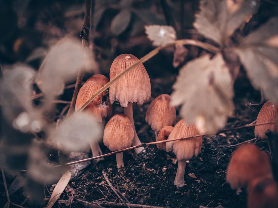 brown mushrooms on brown soil