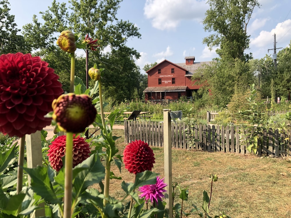 grüne und rosa Blume in der Nähe von braunem Holzhaus tagsüber