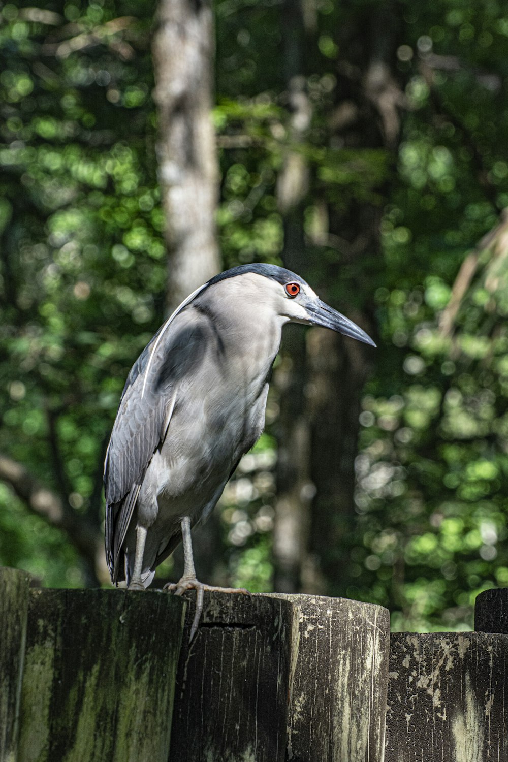 grey heron perched on brown wooden fence during daytime