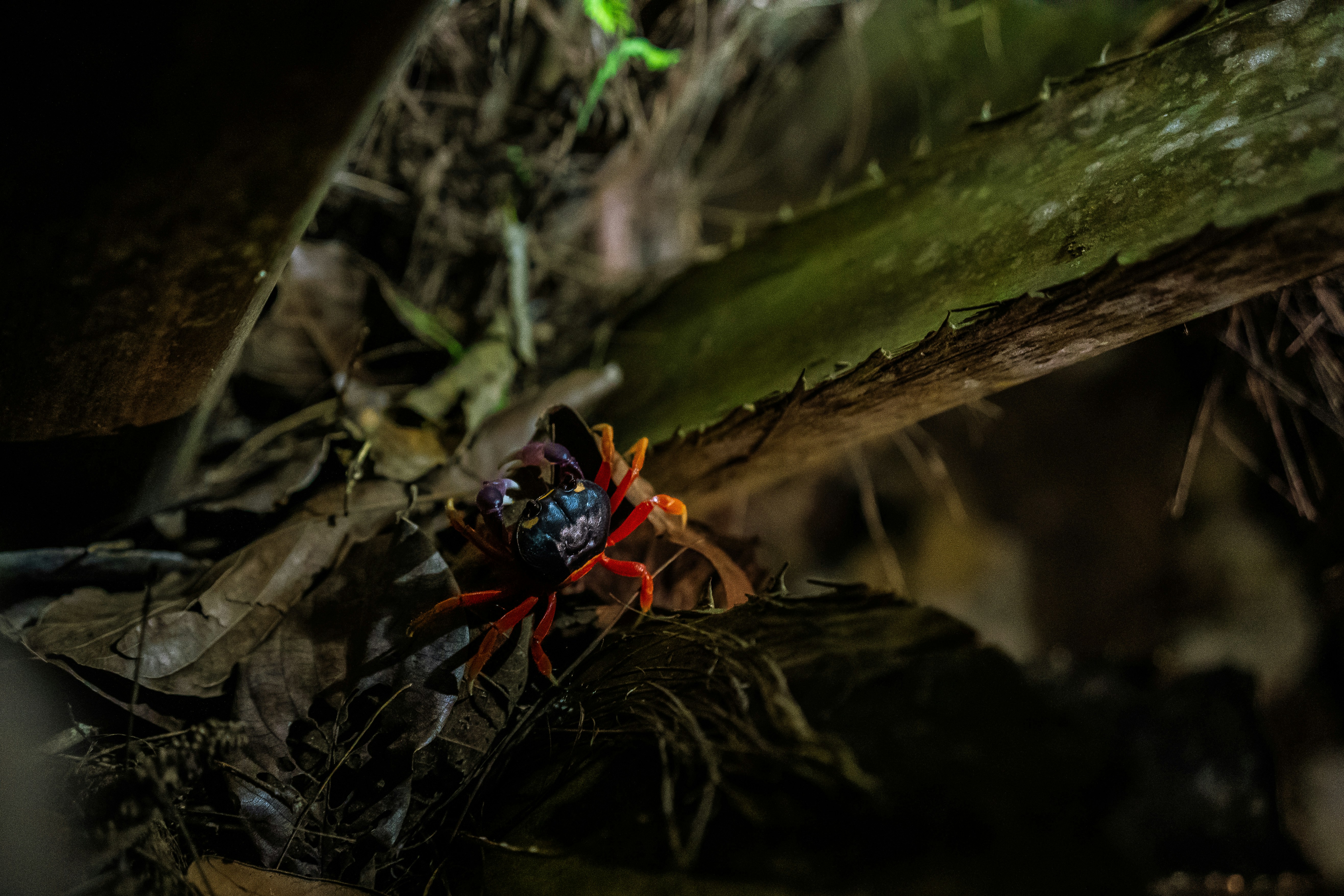 blue and red spider on brown wood