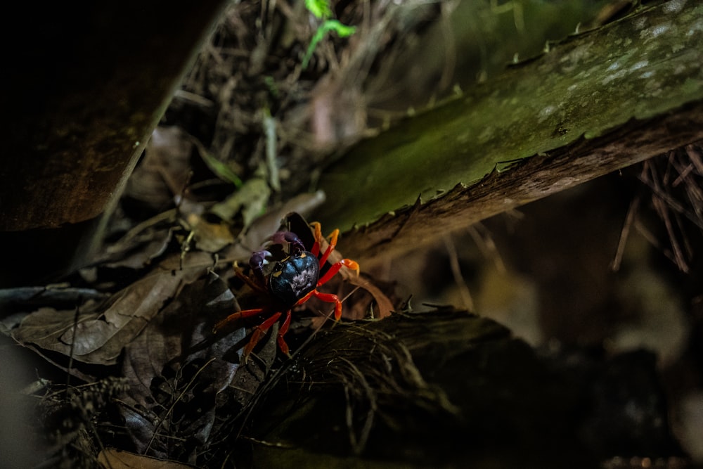 blue and red spider on brown wood