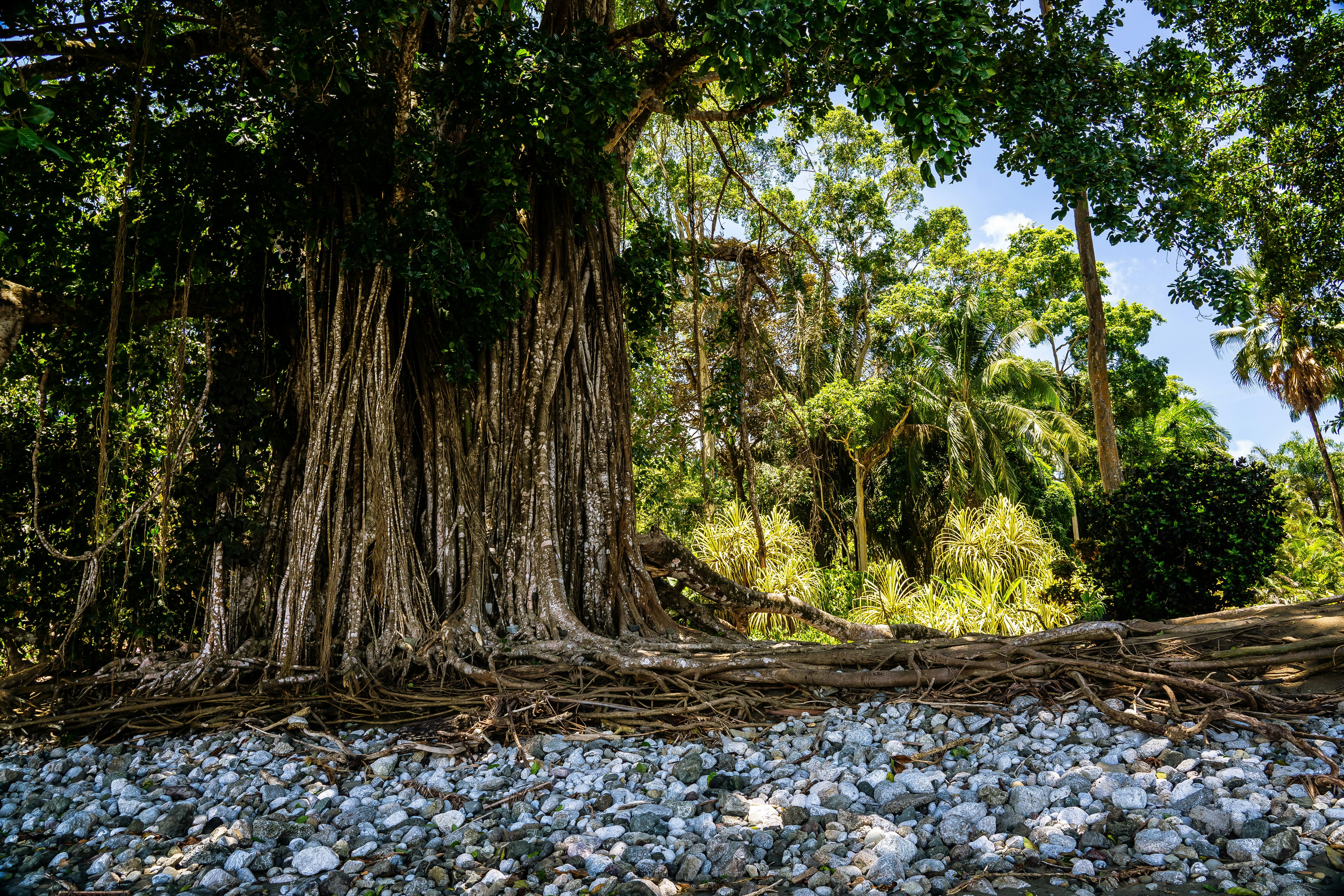 green trees on rocky ground during daytime