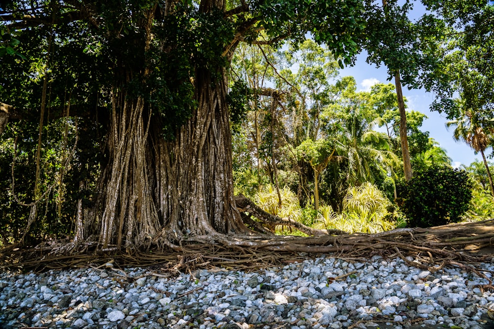 green trees on rocky ground during daytime