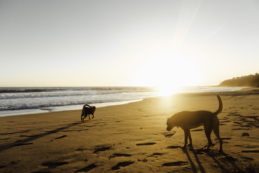 silhouette of dog on beach during sunset