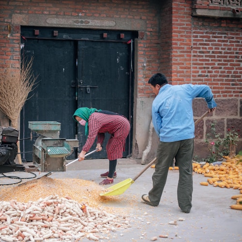 Two people are engaged in processing harvested corn outside a building with a brick wall. One person is wearing a headscarf and checkered clothing, using a tool to shovel corn into a machine. The other person, dressed in a blue jacket, is aiding with the process. Corn cobs and kernels are scattered on the ground.