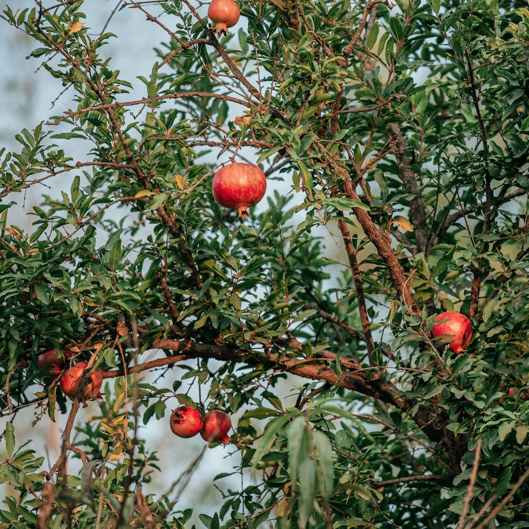 red round fruit on tree during daytime
