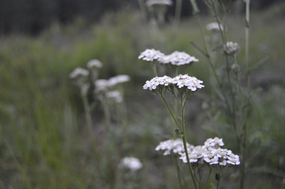 white flowers in tilt shift lens