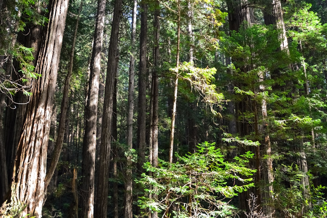 green trees in forest during daytime