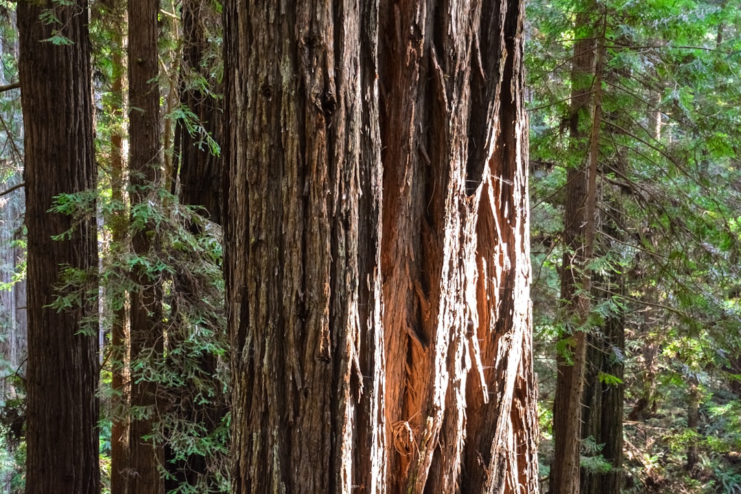 brown tree trunk surrounded by green plants