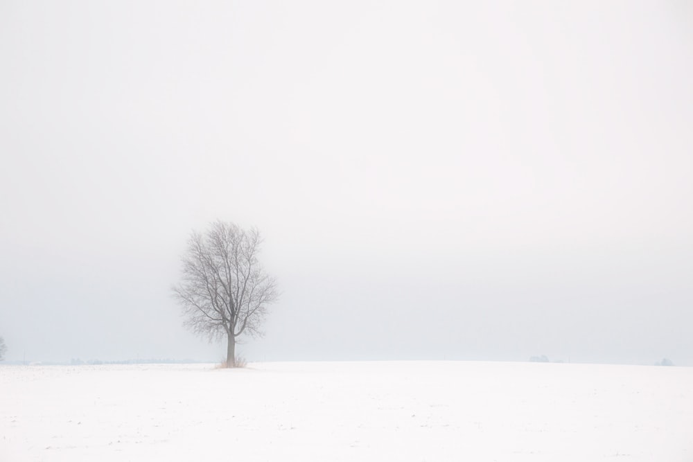 leafless tree on snow covered ground