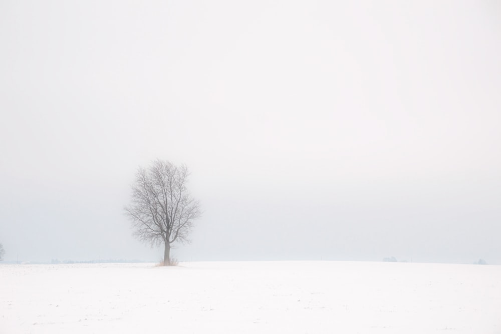 árvore sem folhas no solo coberto de neve