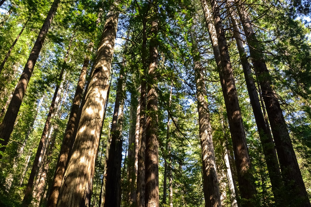 low angle photography of green trees during daytime