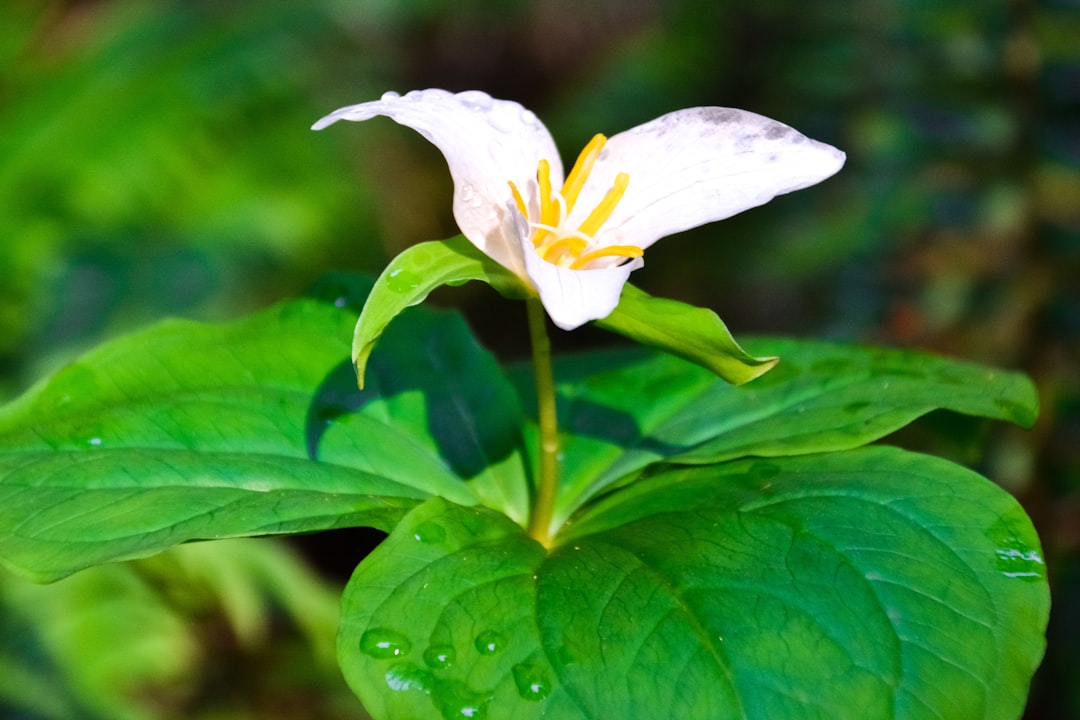 white and yellow flower in tilt shift lens