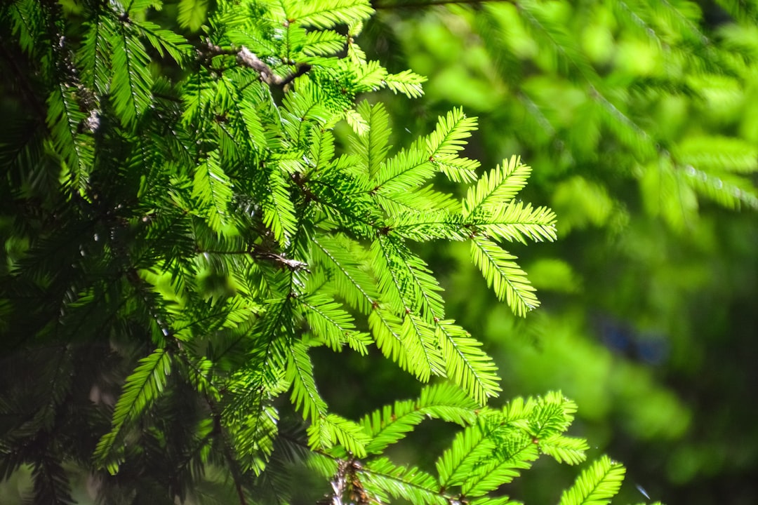 green plant in close up photography