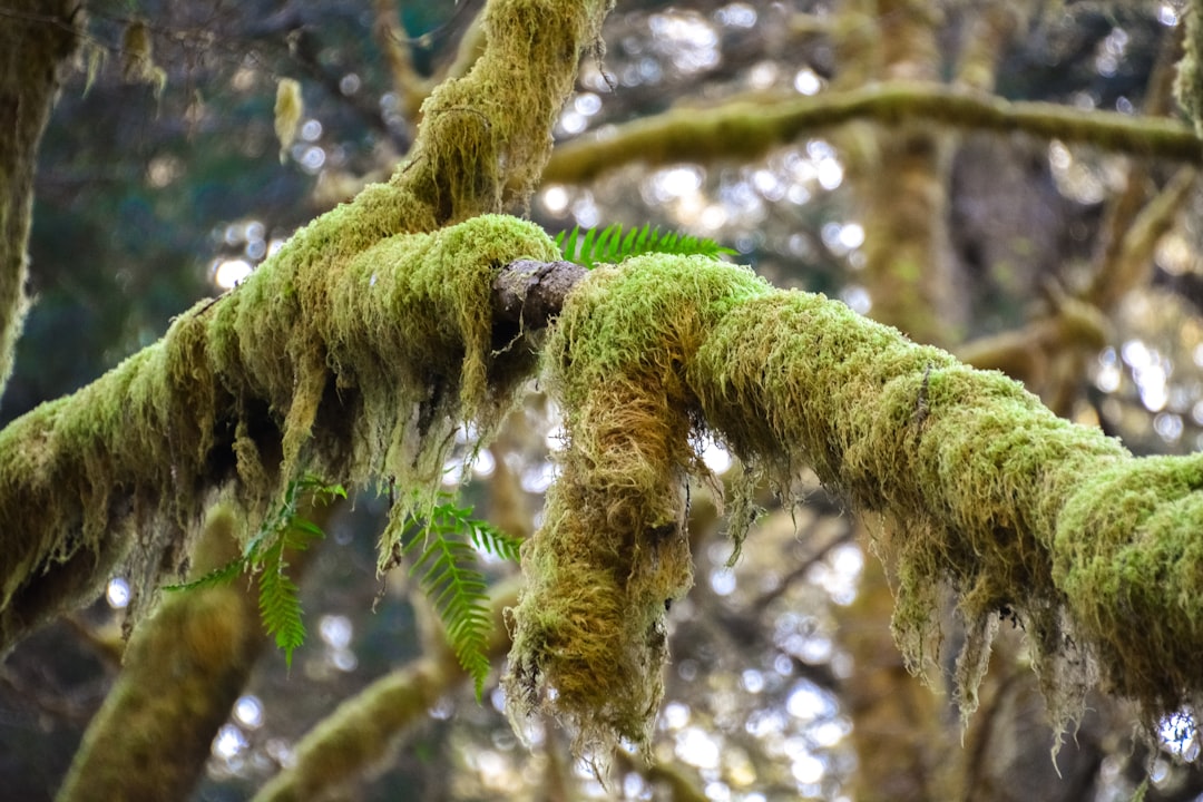 green moss on brown tree branch during daytime