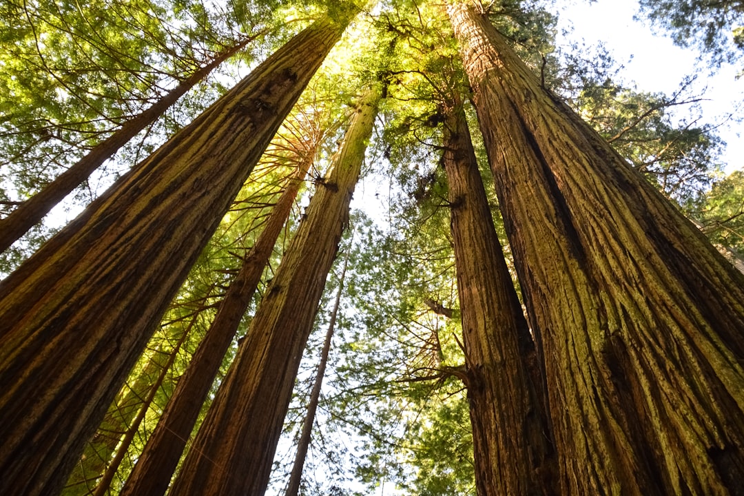 low angle photography of trees during daytime