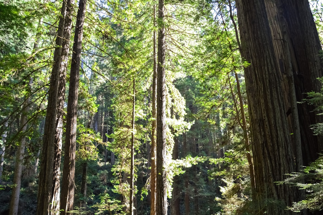 green trees on forest during daytime