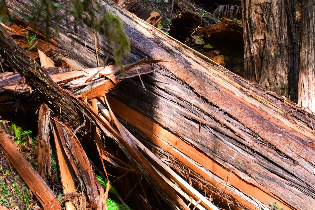 brown tree log on green grass