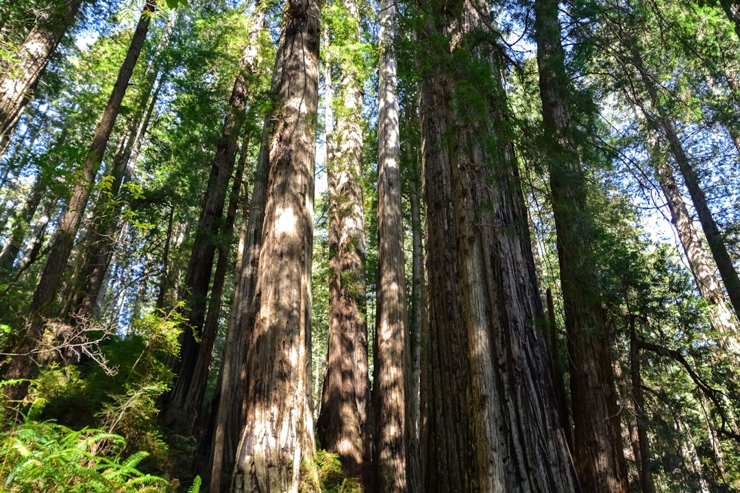 brown and green trees during daytime