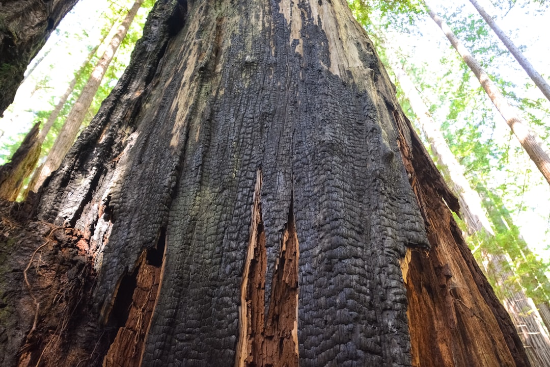 brown tree trunk during daytime