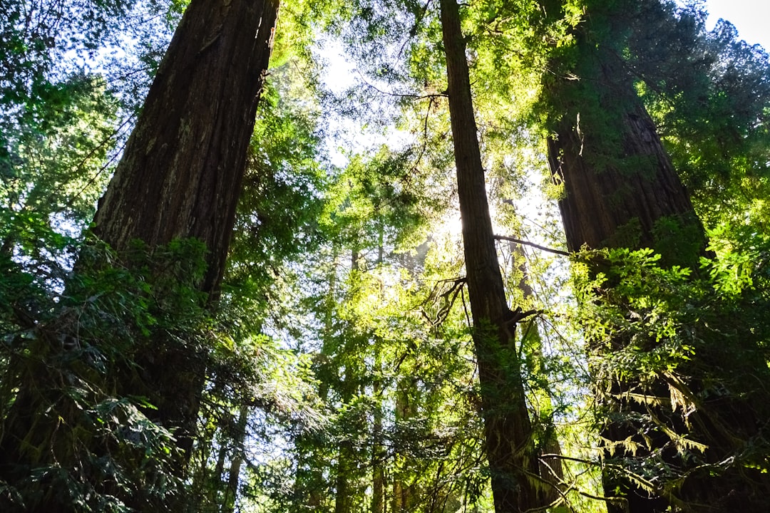 green and brown trees during daytime