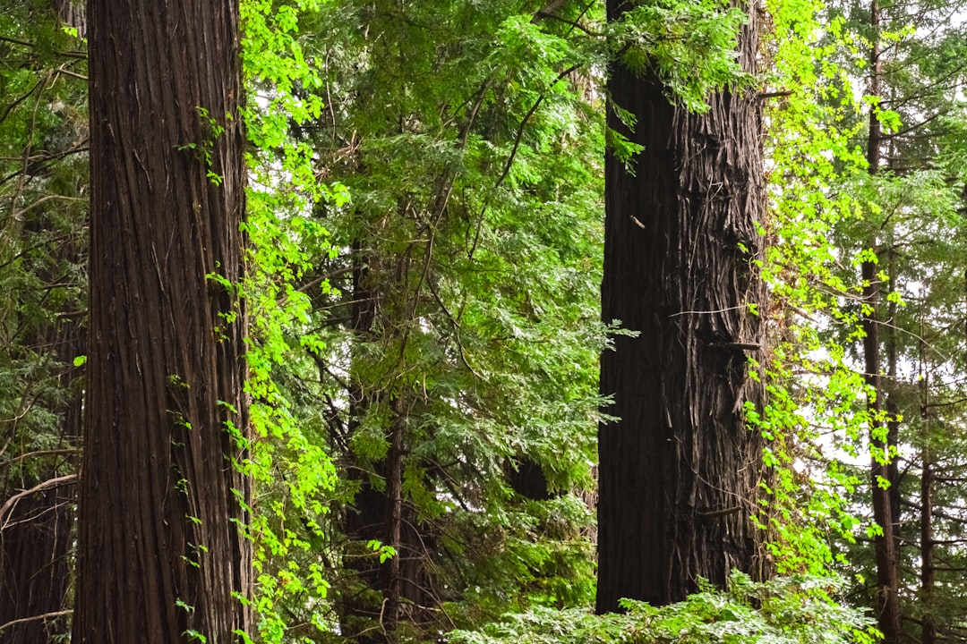 green trees on forest during daytime