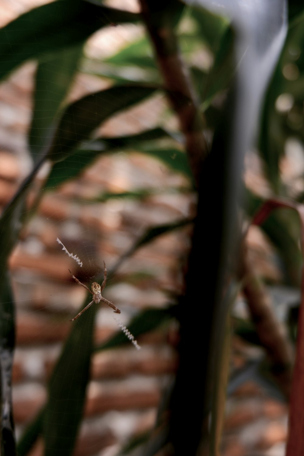 araignée brune sur toile dans l’objectif tilt shift