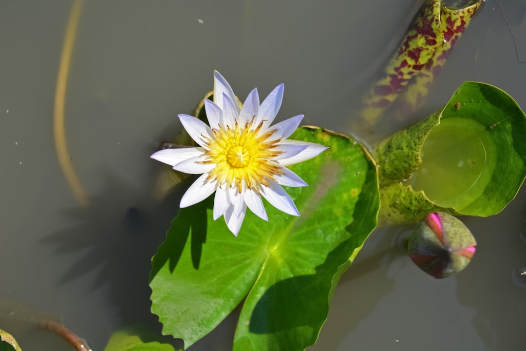 white and yellow flower on water