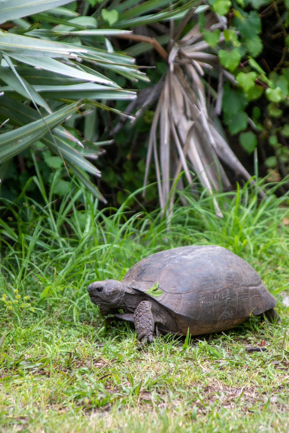 brown turtle on green grass during daytime