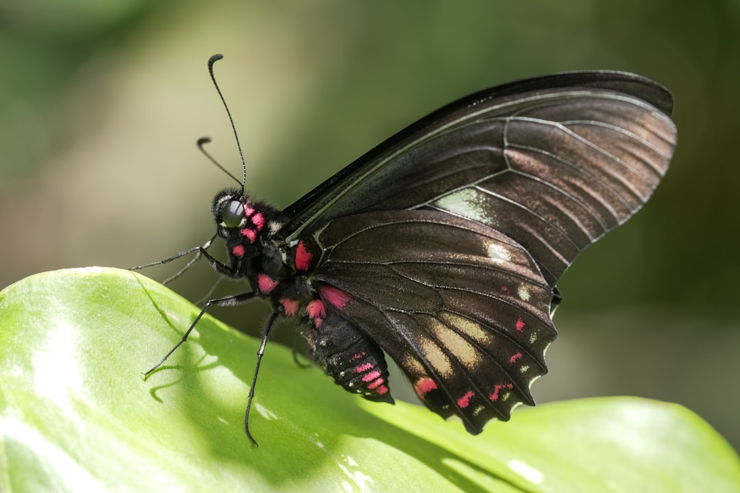 black and red butterfly perched on green leaf in close up photography during daytime