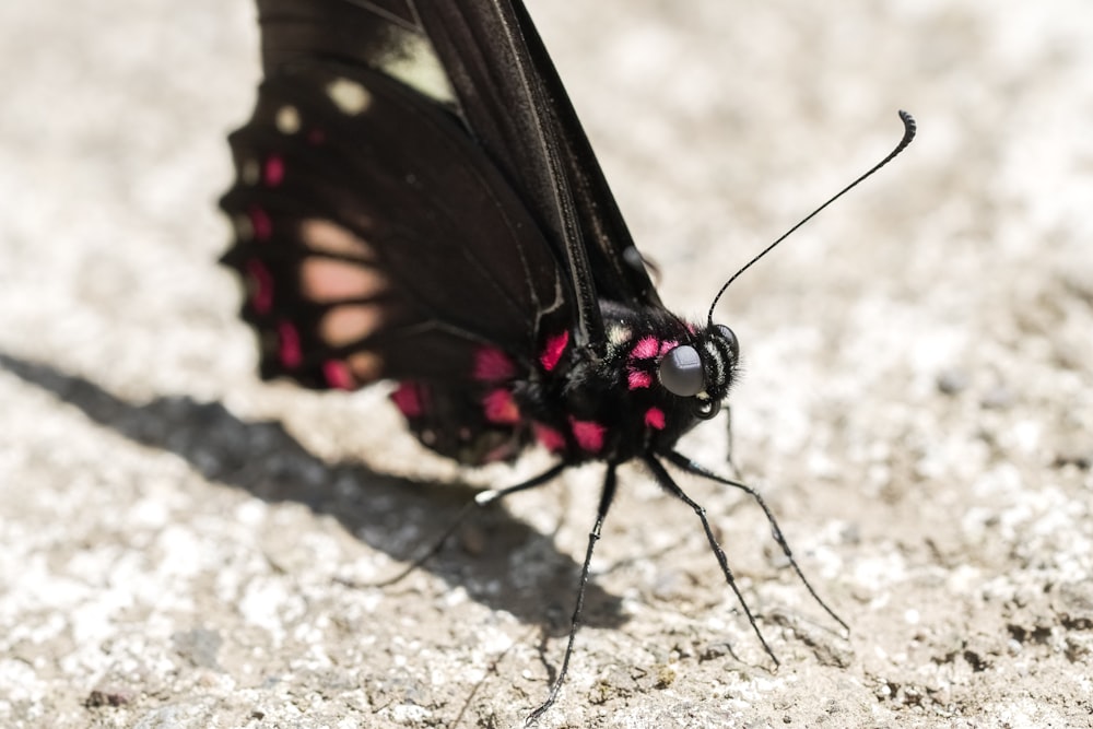 black and red butterfly on brown and gray stone