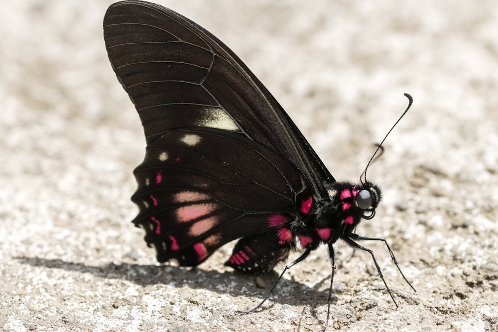 black and red butterfly on white sand during daytime